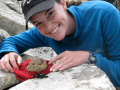 Student Taylor Stratton releases a pika near the Mountain Research Station, July 2012.