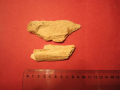 Bone fragments (probably bison) recovered from Layer 8 at Shlyakh during earlier excavations (photo by J.F. Hoffecker).