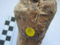 Horse bone (radius) from Layer I at Mira (excavated by V.N. Stepanchuk in 2000), exhibiting traces of cuts made by stone tools (photo by J.F. Hoffecker 7 November 2012).