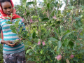 10th grade student Hiwot with her apple tree. Photo by Tsegay Wolde-Georgis, 2014.
