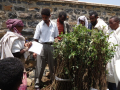 The residents of Atebes take charge of young apple trees. Photo by Tsegay Wolde-Georgis, summer 2010.