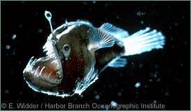 deep-sea anglerfish