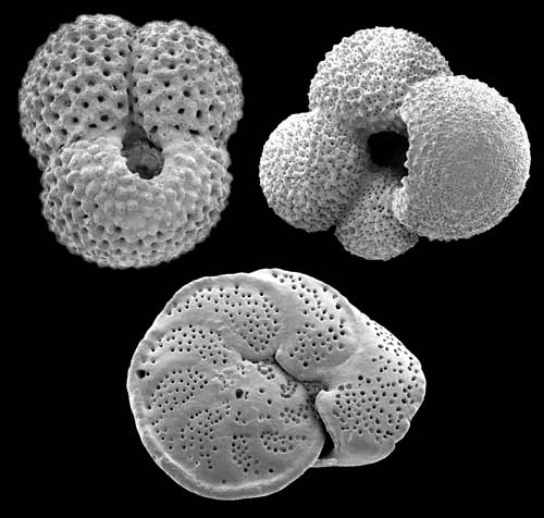 foraminifera