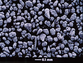 post-K-T foraminifera