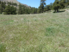 A field of cheatgrass. This early-growing invasive grass reduces resources  for native plants.