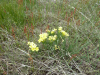 Puccoon (Lithospermum incisum)