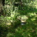 An active spring in the upper reaches of Pokrovskii Ravine (photograph by J.F. Hoffecker August 2007).