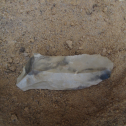 Retouched blade recovered from Layer 8 on 22 August 2013 (photo by J.F. Hoffecker).