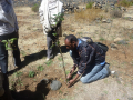 Planting apple seedlings around the clay pot reservoirs. Photo by Tsegay Wolde-Georgis, 2011.