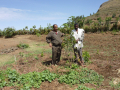 Tsegay and a farmer inspect an established seedling. Photo by Tsegay Wolde-Georgis.