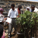 The residents of Atebes take charge of young apple trees. Photo by Tsegay Wolde-Georgis, summer 2010.