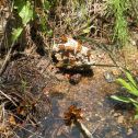 A ball of butterflies appear to be excited about the mineral content of some stream debris.