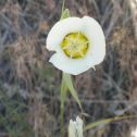 Sego lily (Calochortus gunnisonii)  photo credit: Anastasia Maines 