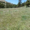 A field of cheatgrass. This early-growing invasive grass reduces resources 
for native plants.