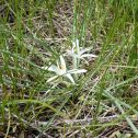 Sand lily (Leucocrinum montanum)